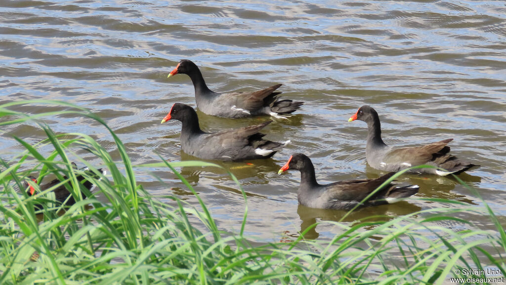 Gallinule d'Amérique