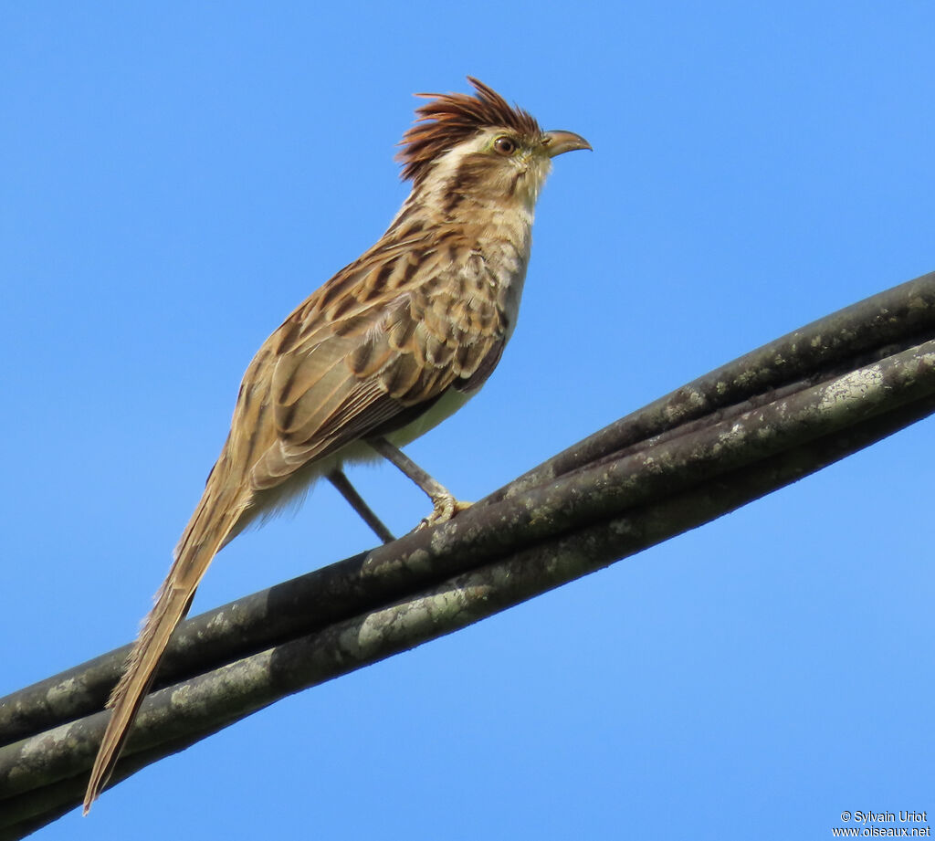 Géocoucou tachetéadulte