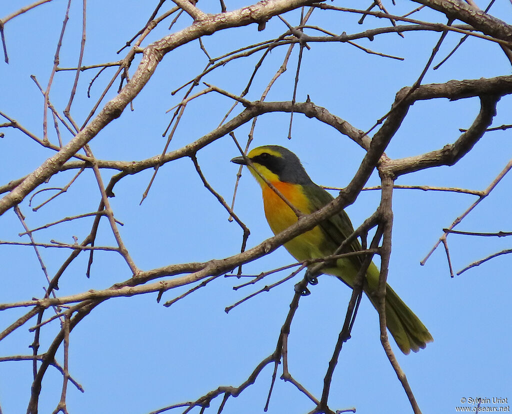 Orange-breasted Bushshrikeadult