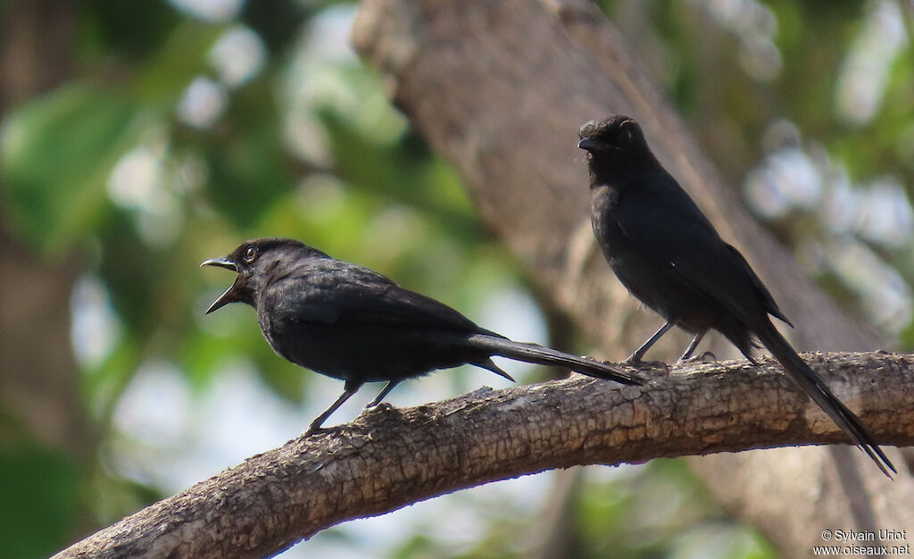 Northern Black Flycatcheradult