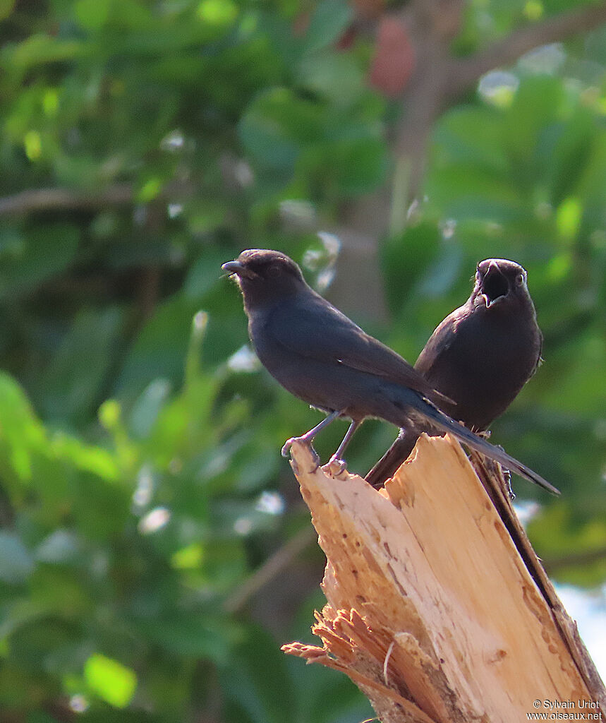 Northern Black Flycatcheradult