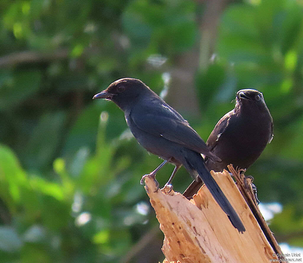 Northern Black Flycatcheradult