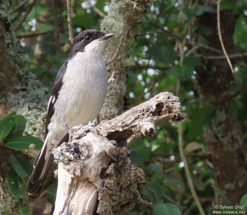 Fiscal Flycatcher male adult