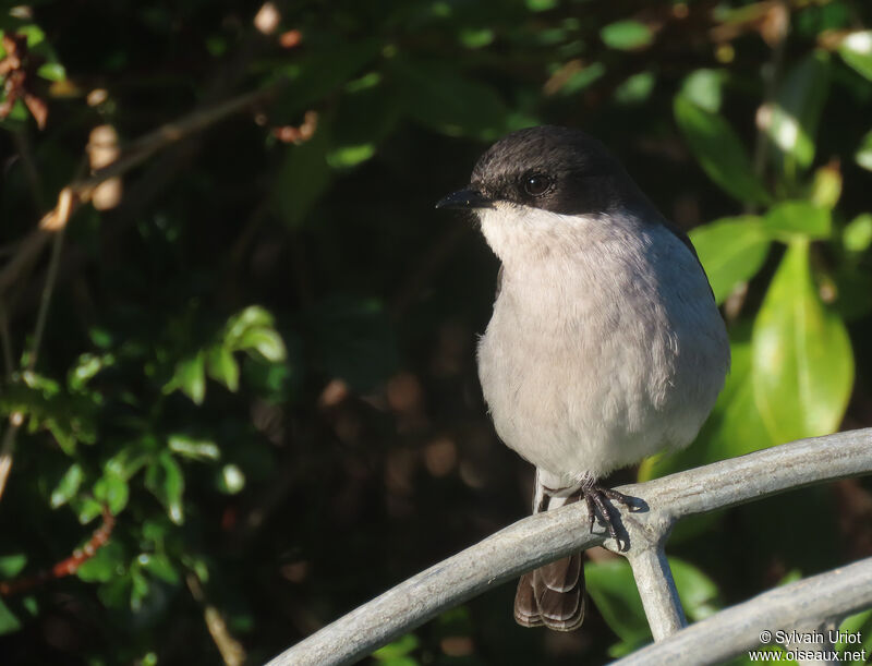 Fiscal Flycatcher male adult