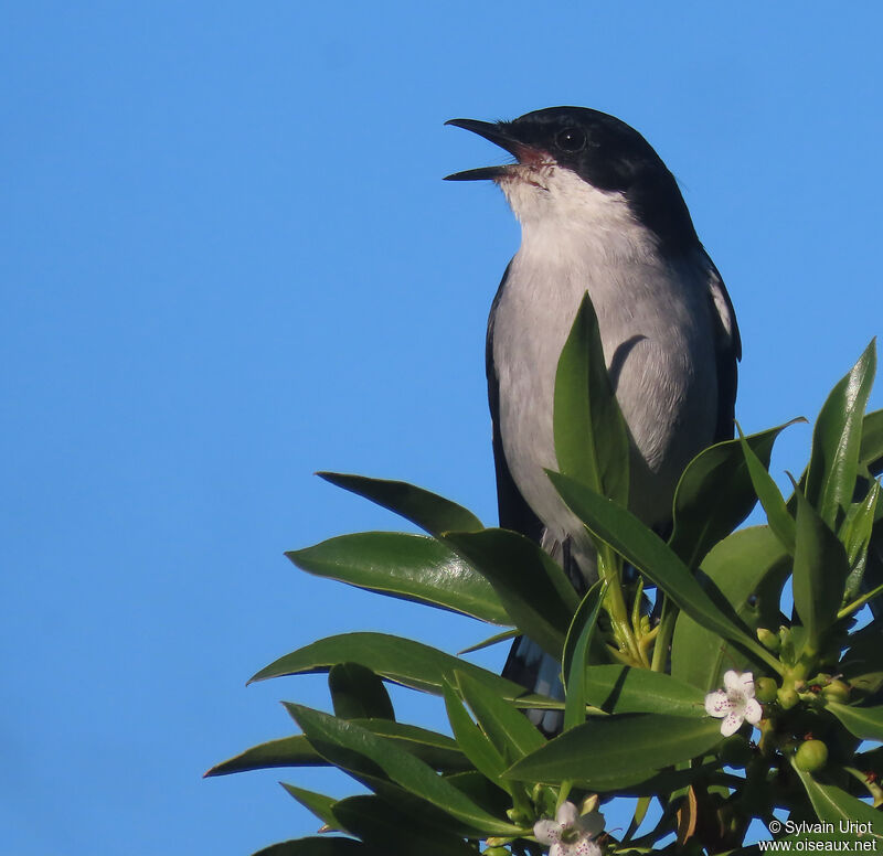 Fiscal Flycatcher male adult