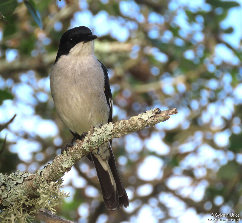 Fiscal Flycatcher male adult