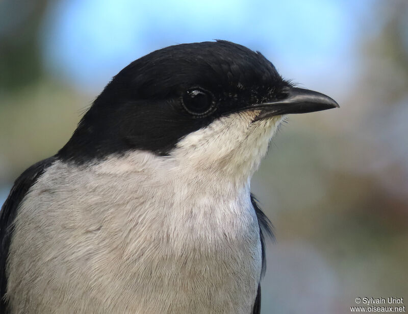 Fiscal Flycatcher male adult