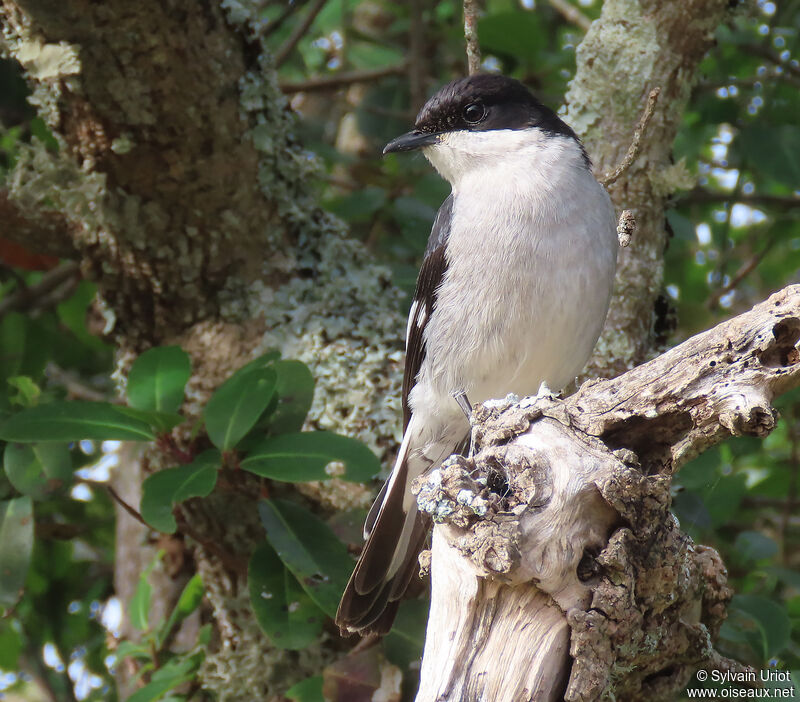 Fiscal Flycatcher male adult