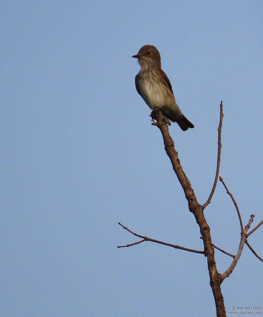 Spotted Flycatcheradult