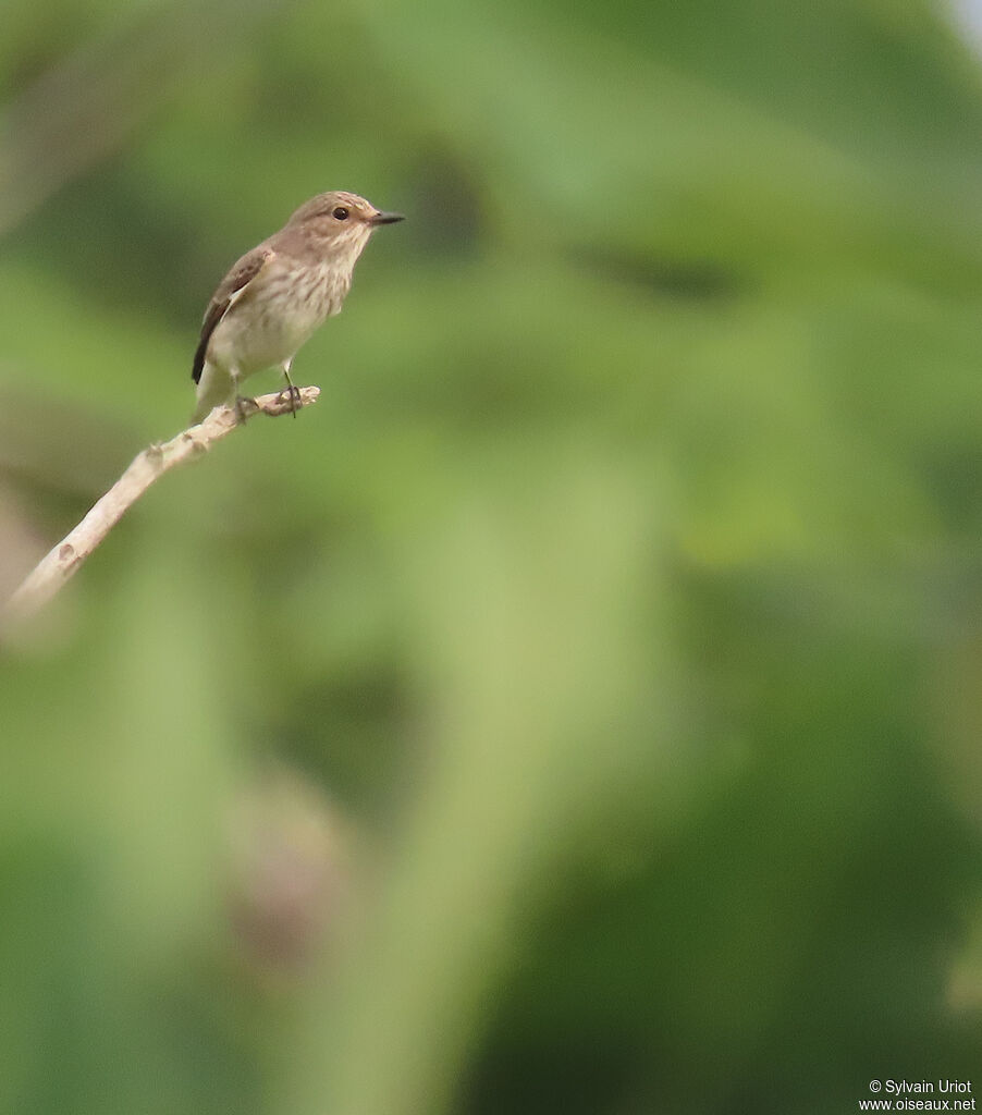 Spotted Flycatcheradult