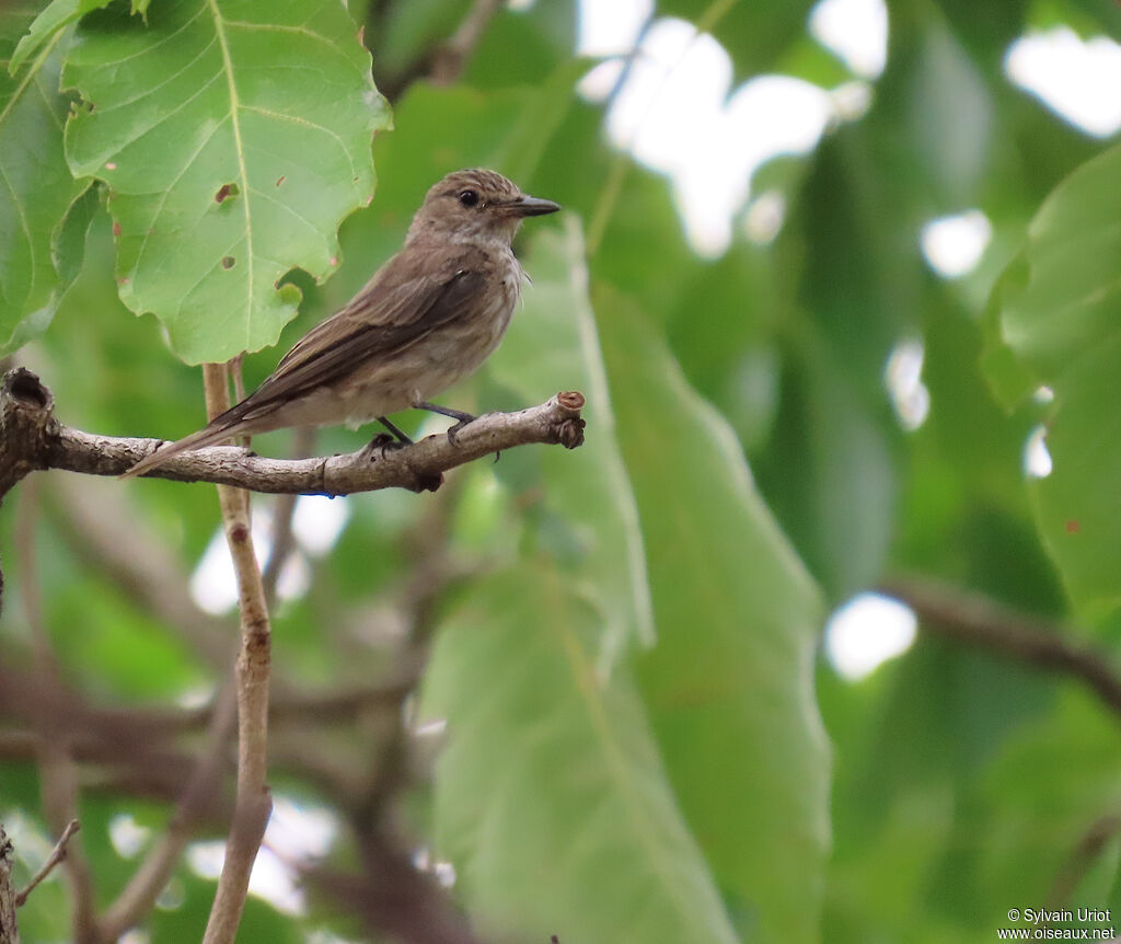 Spotted Flycatcheradult