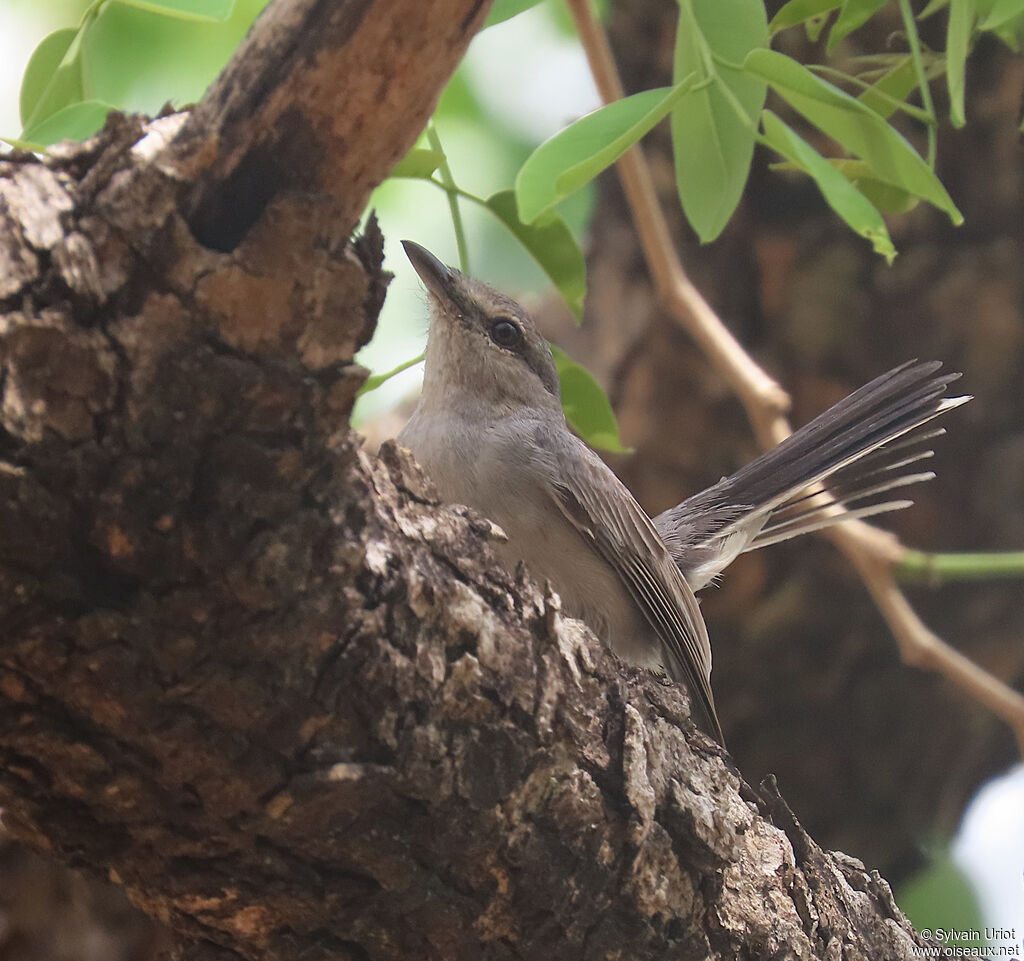 Grey Tit-Flycatcheradult