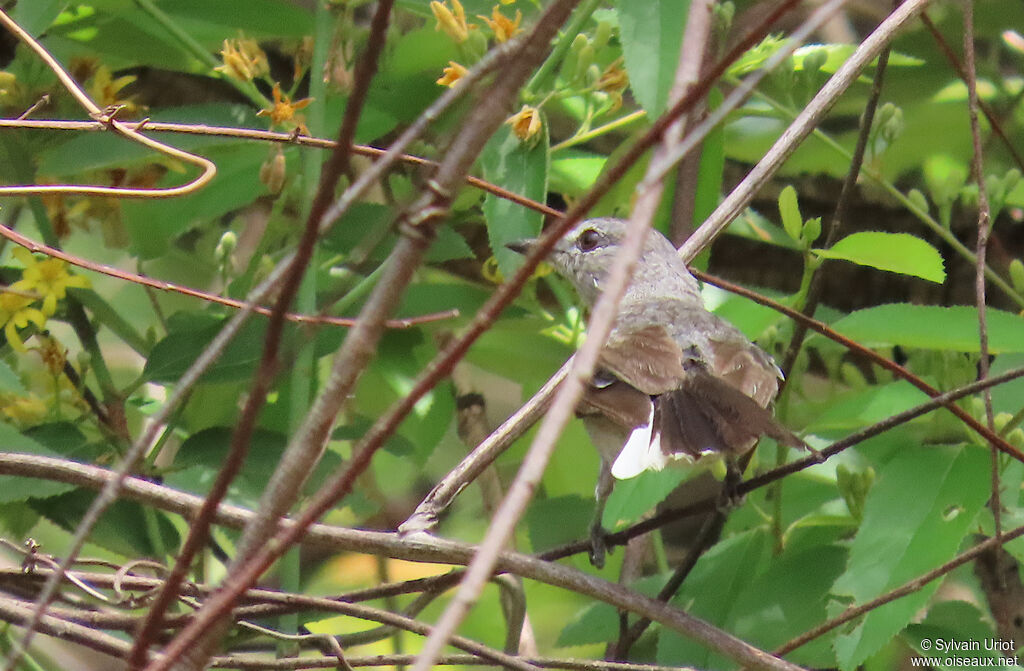 Grey Tit-Flycatcheradult