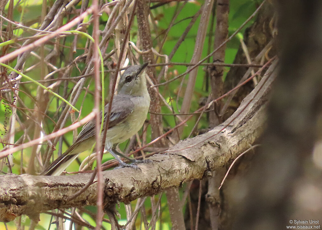 Grey Tit-Flycatcheradult