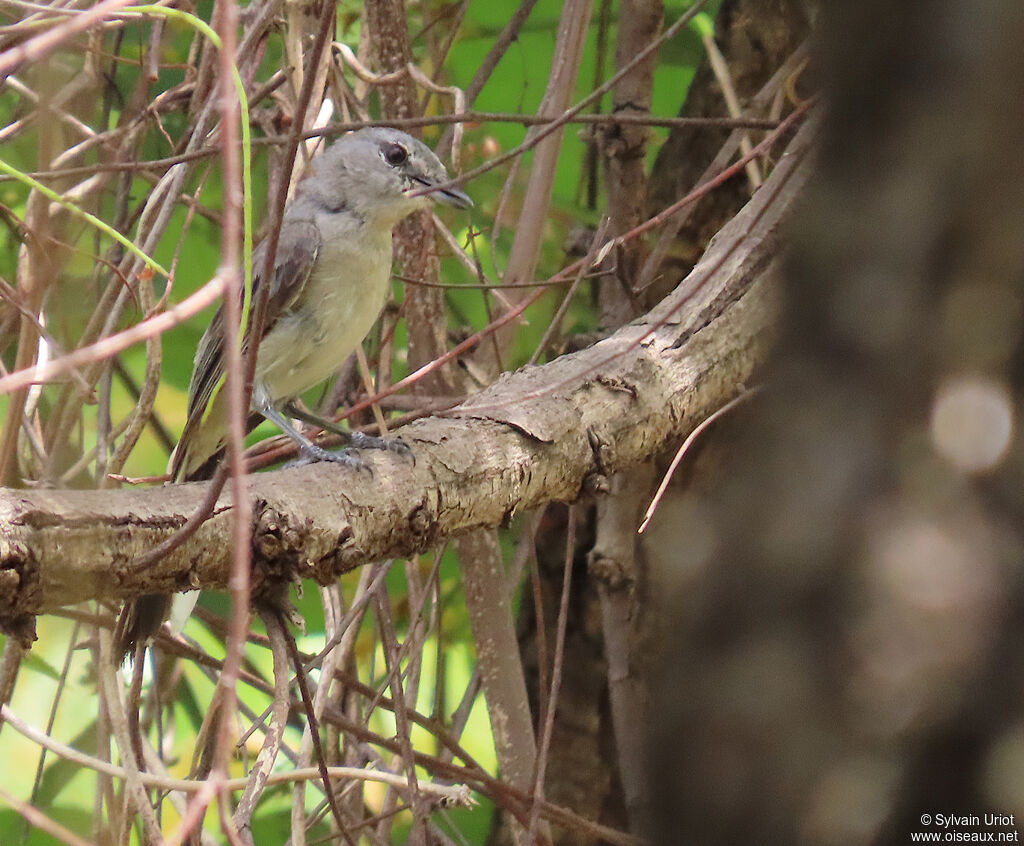 Grey Tit-Flycatcheradult