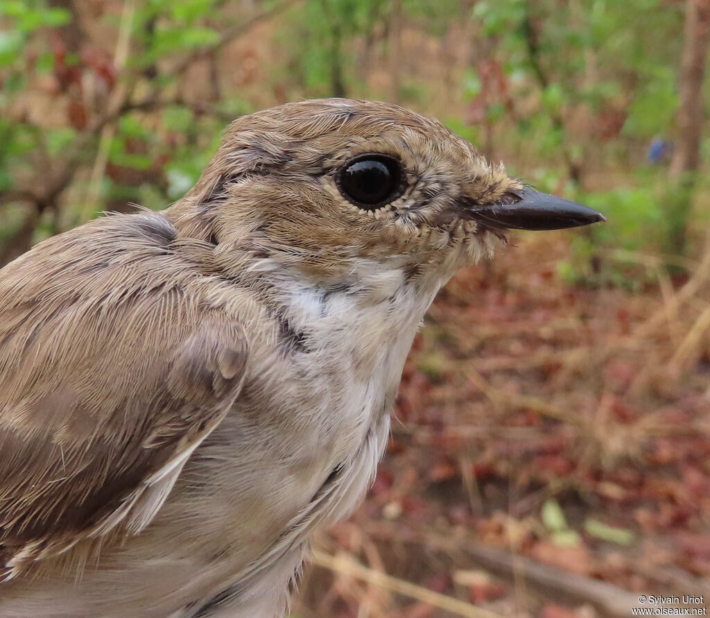 European Pied Flycatcher female immature