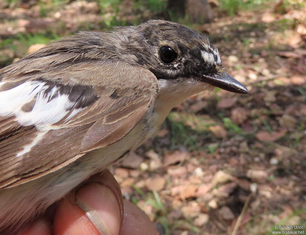 European Pied Flycatcher male immature