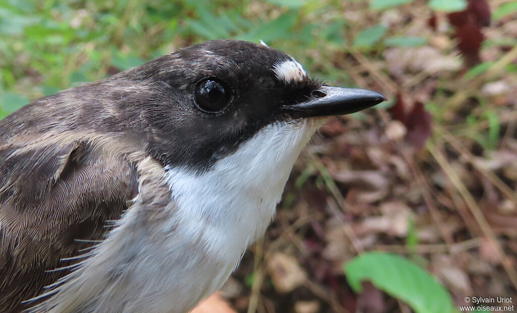 European Pied Flycatcher male adult