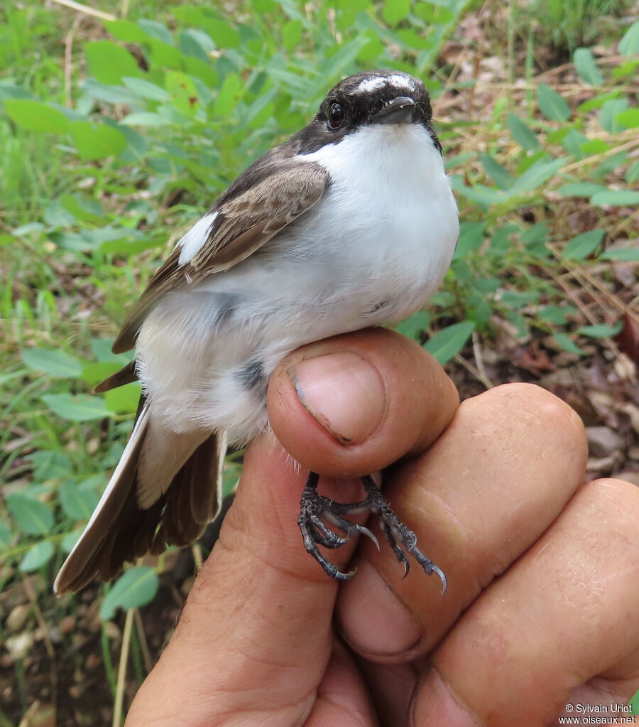 European Pied Flycatcher male immature
