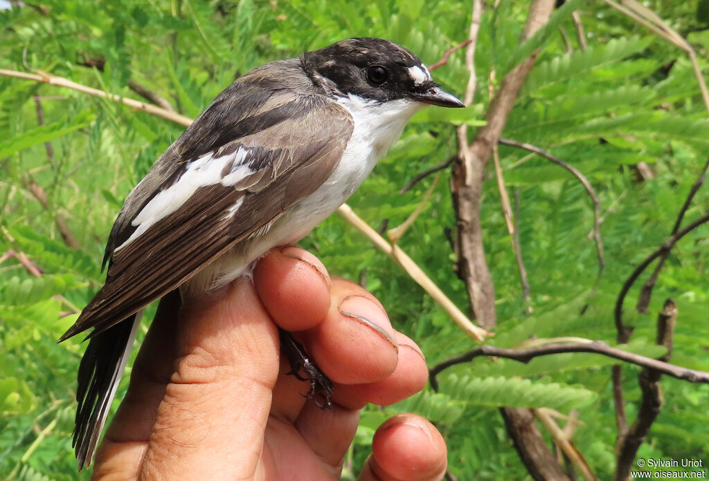 European Pied Flycatcher male immature