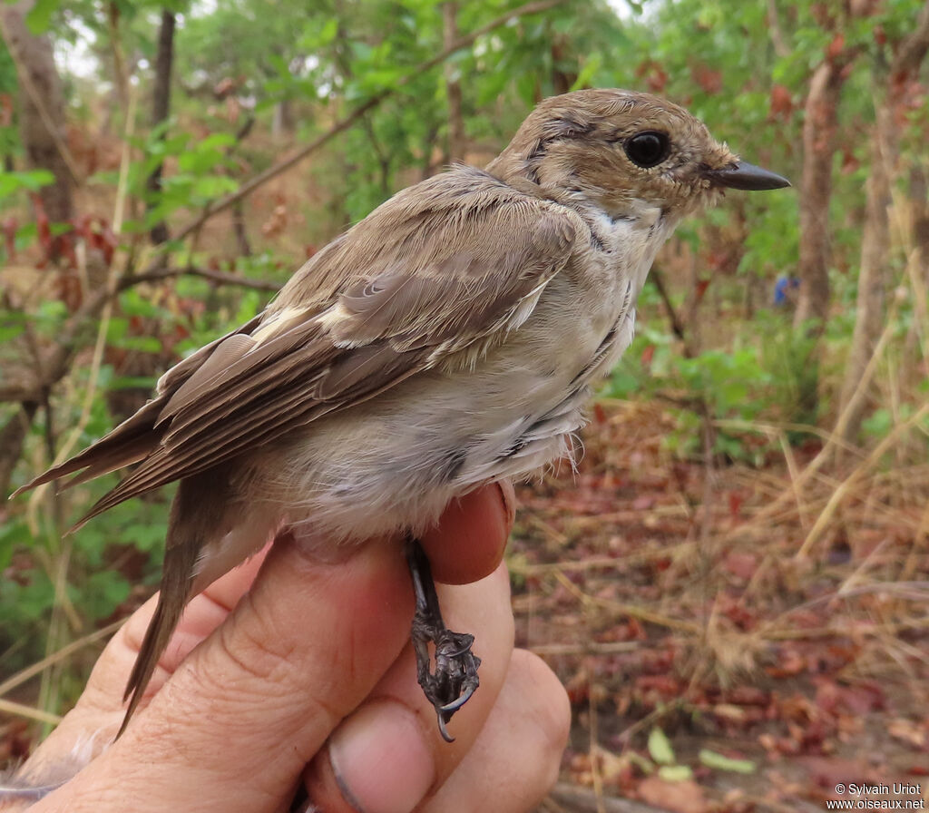 European Pied Flycatcher female immature