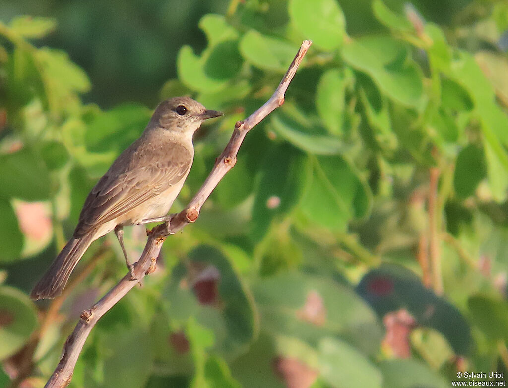 Pale Flycatcheradult