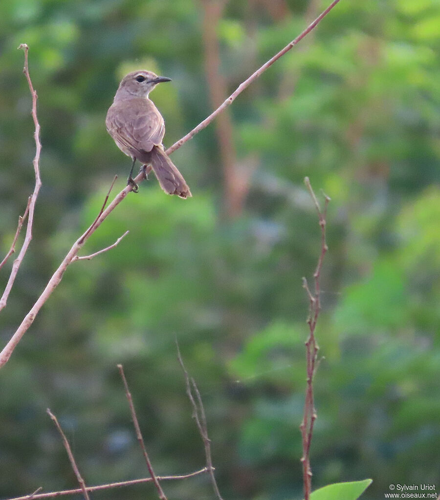 Pale Flycatcheradult