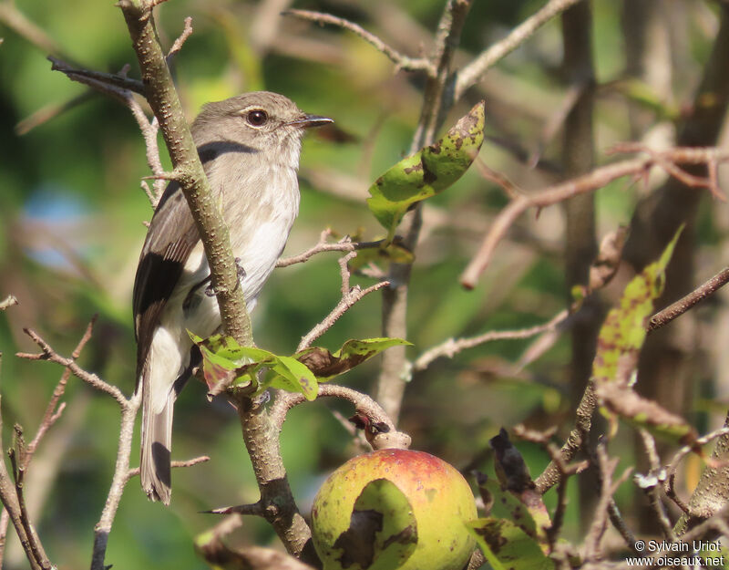 African Dusky Flycatcheradult