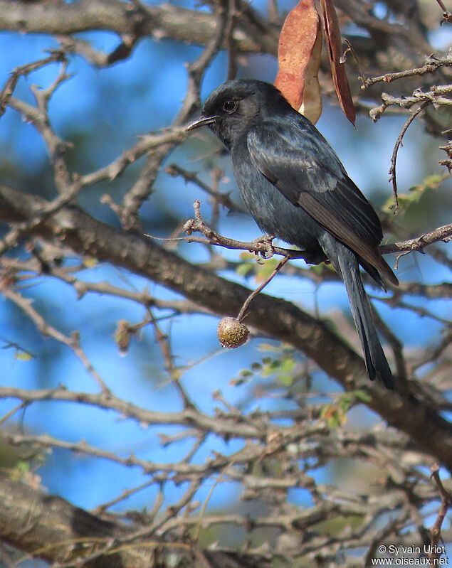 Southern Black Flycatcheradult