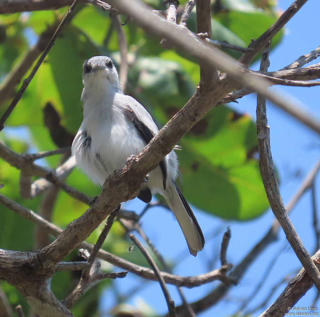 Tropical Gnatcatcher female adult