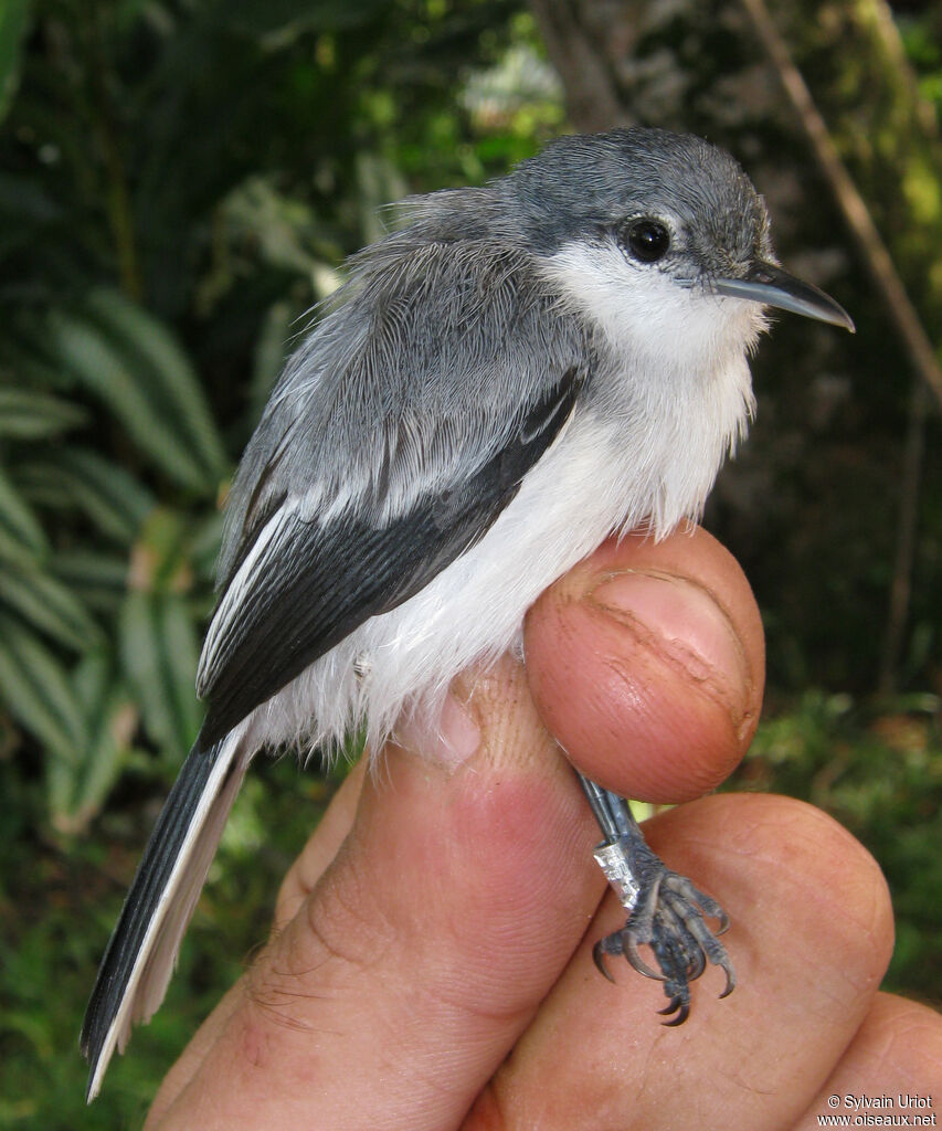 Tropical Gnatcatcher