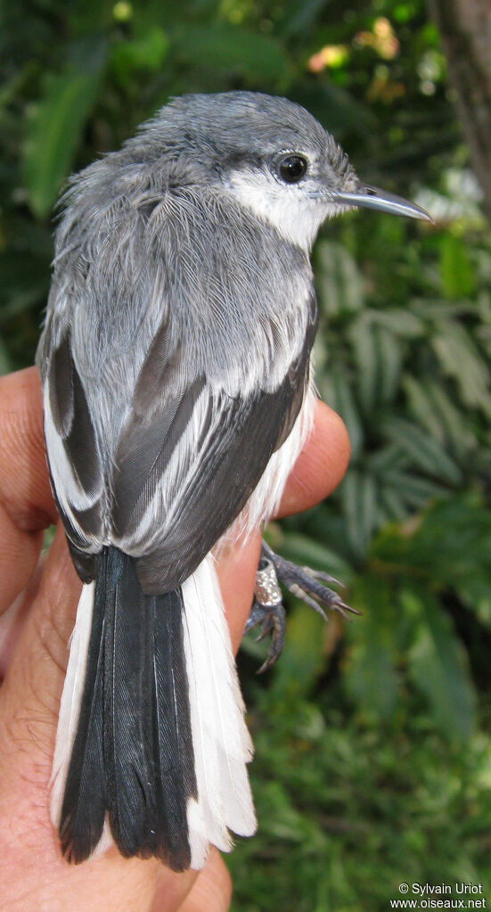 Gobemoucheron tropical femelle adulte