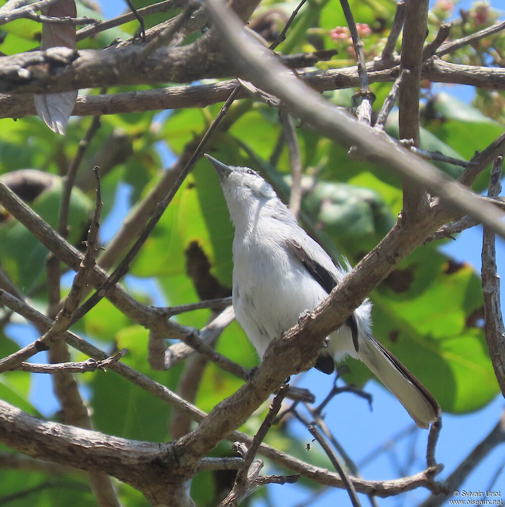 Tropical Gnatcatcher female adult