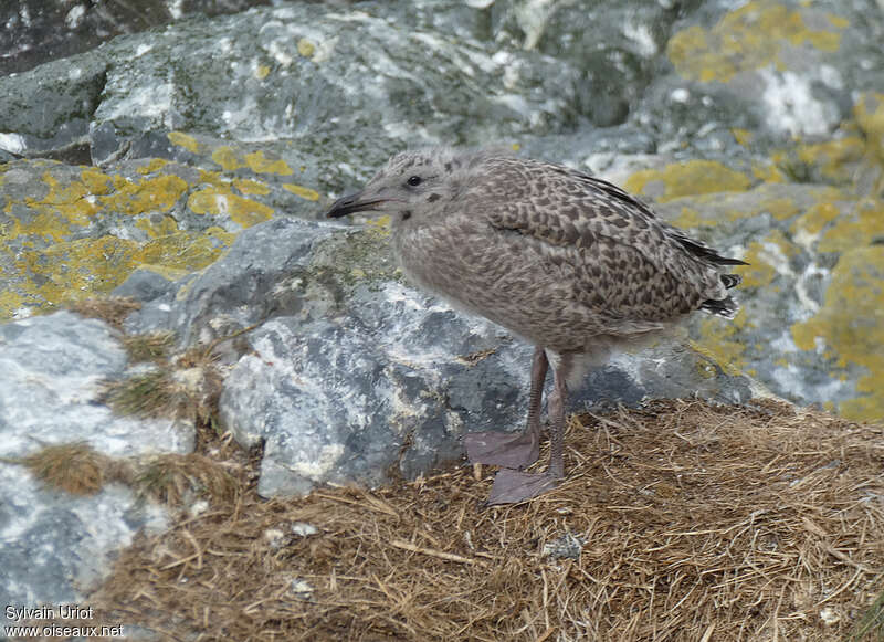 European Herring Gulljuvenile, identification