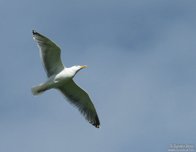 European Herring Gull