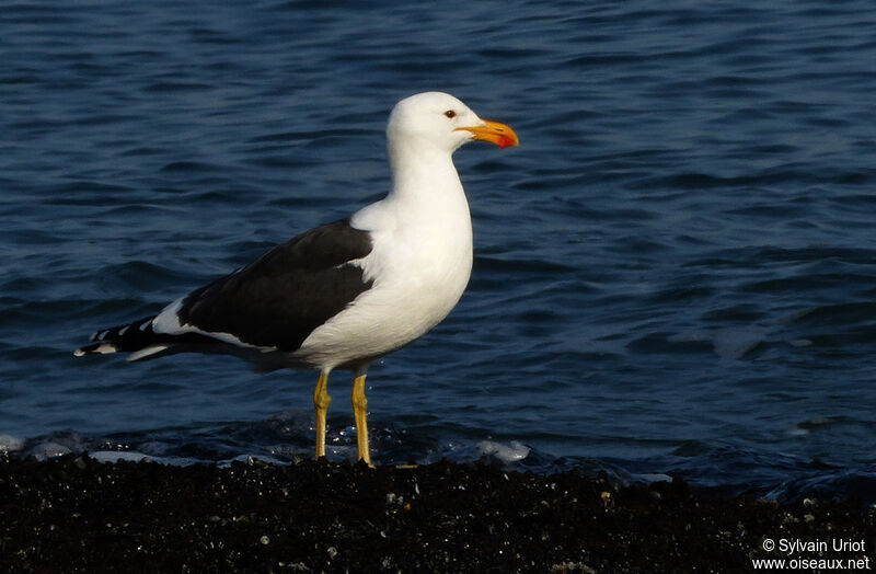 Goéland dominicainadulte