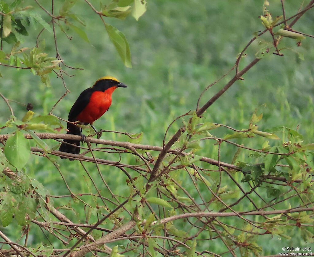 Yellow-crowned Gonolekadult