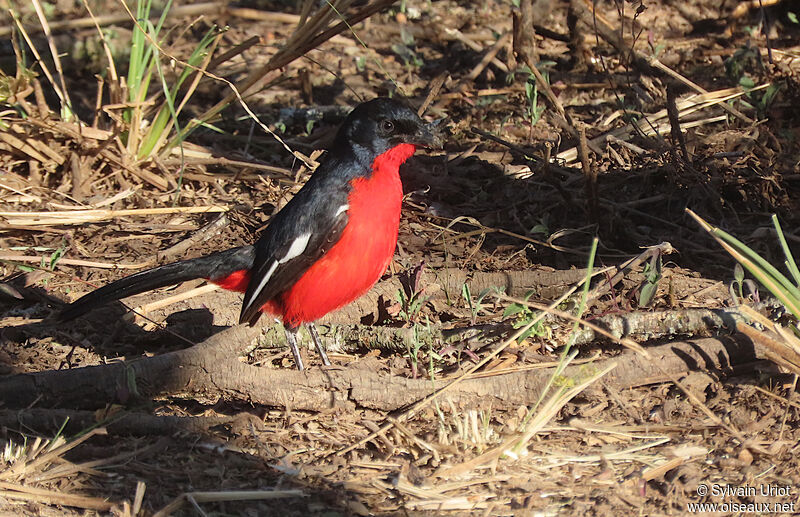 Crimson-breasted Shrikeadult