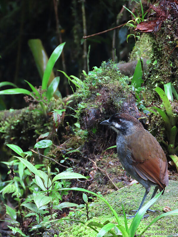 Jocotoco Antpittaimmature