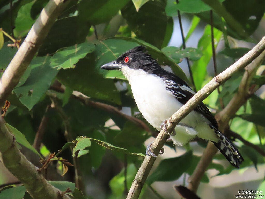 Grand Batara mâle adulte