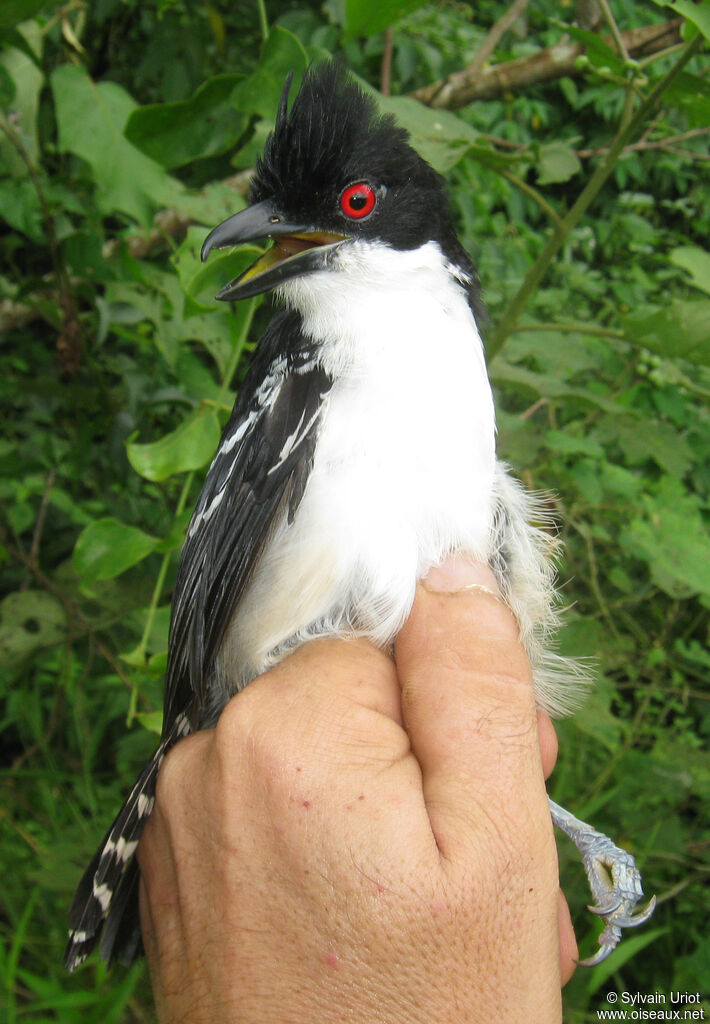 Grand Batara mâle adulte