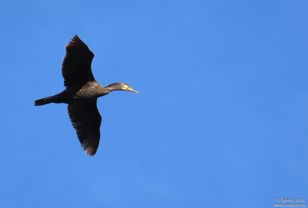 Great Cormorant