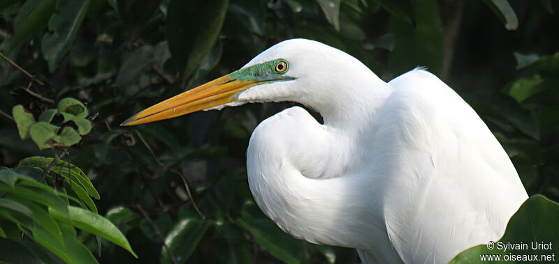 Great Egretadult