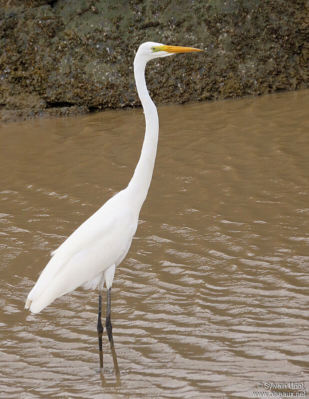 Great Egretadult