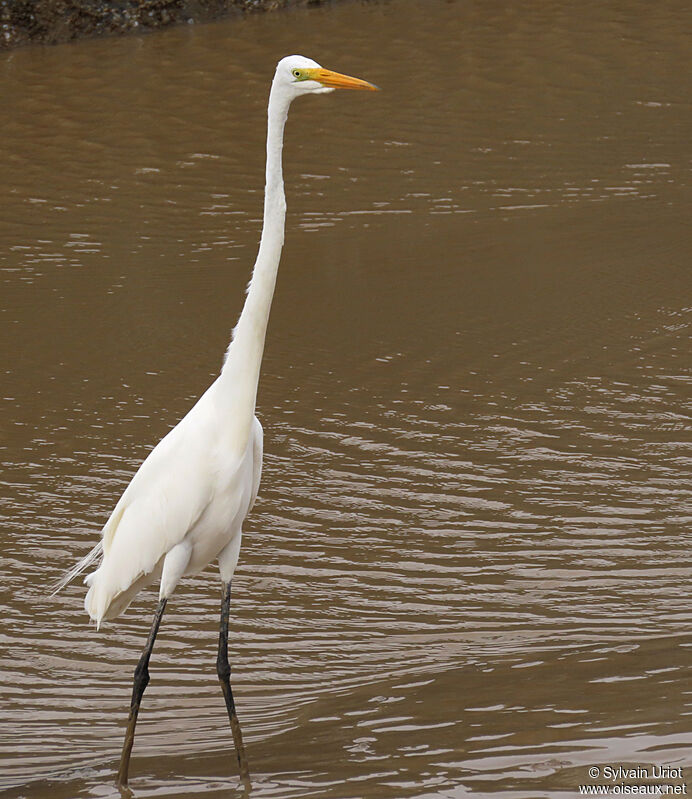 Great Egretadult