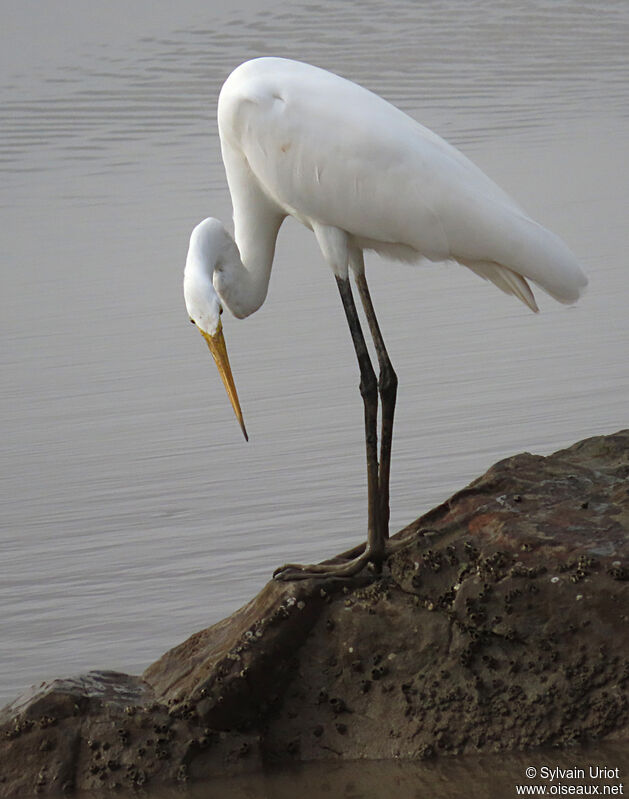 Great Egretadult