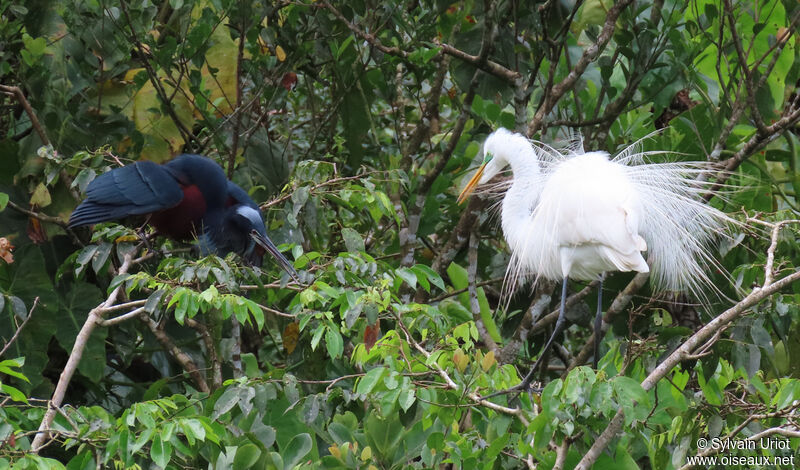 Great Egretadult breeding