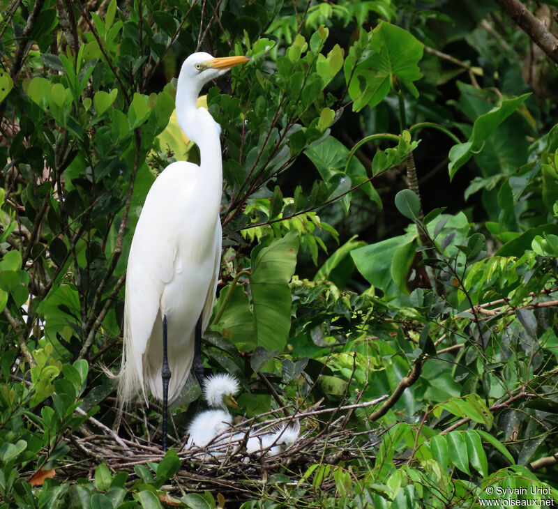 Great Egretadult, Reproduction-nesting