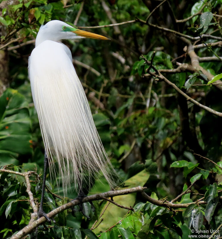 Great Egretadult breeding