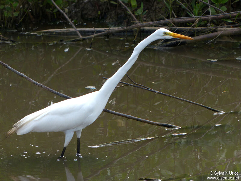 Great Egret